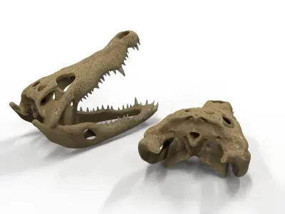 Crocodile skull  3D model 3D model