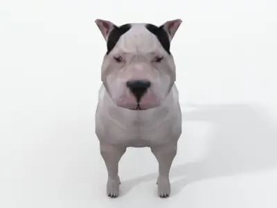 Pitbull dog Low-poly 3D model