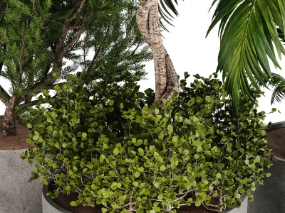 Outdoor plant collection 01 3D model