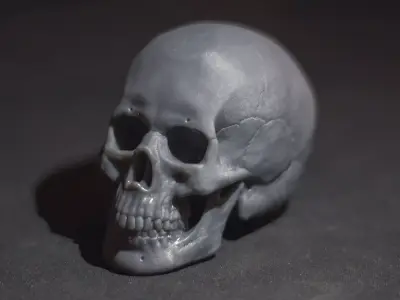 Skull - Male 3D print model
