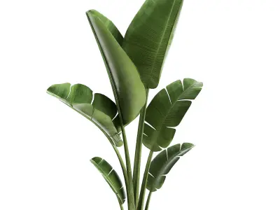 Banana palm in a rust pot for the interior 947 3D model