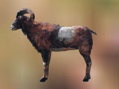 Ovis Animated Low-poly 3D model