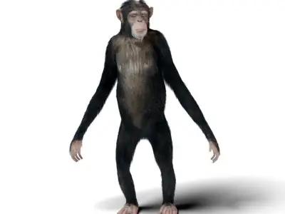 chimp rigged and animated  3D model