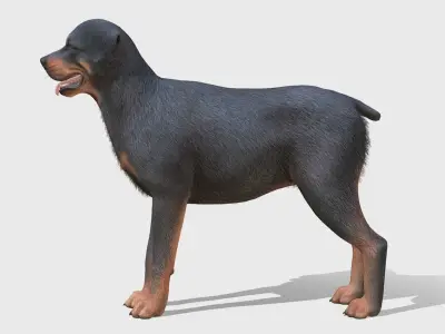 Dog - Rottweiler Low-poly 3D model purchase