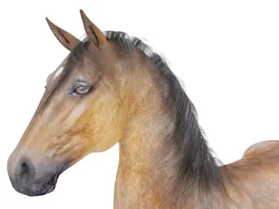 Horse Collection 01 3D model