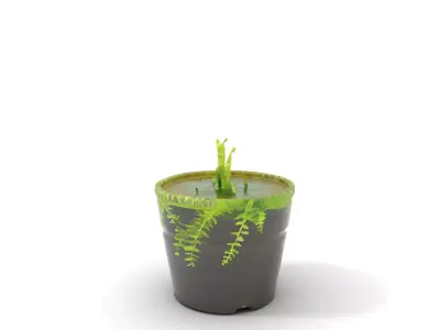 Vibrant Fern Plant model pack Low-poly 3D model