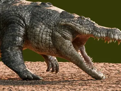Saltwater Crocodile Animated  Low-poly 3D model