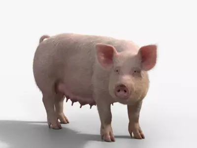 Female Pig with 5 Animations  VFX Grace 3D model