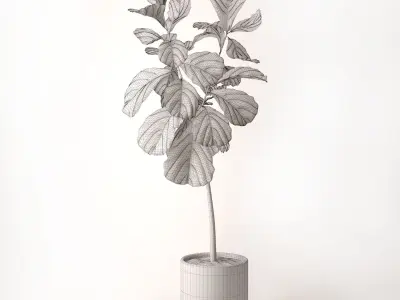 Ficus Lyrata 3D model