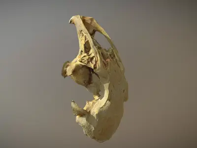 Small scanned photorealistic low poly skull Low-poly 3D model