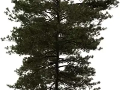 Tall Pine Tree 3D Model Pack  Low-poly 3D model