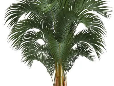 Collection of decorative palm trees  10 3D model