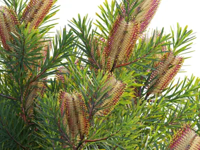 Banksia spinulosa - Hairpin Banksia 01 3D model