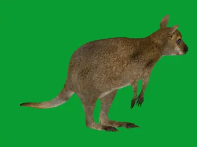 Wallaby Low-poly 3D model