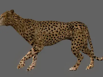 Pack - Wild Felines 3D model
