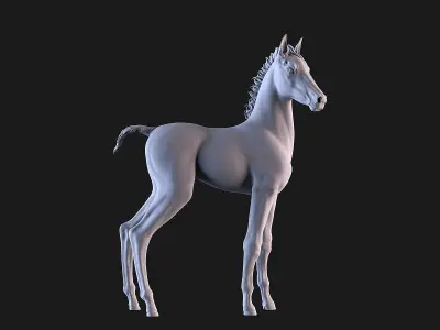Horse Foal 3D print model