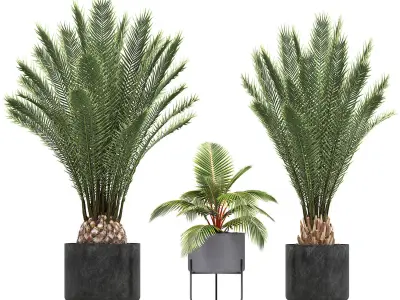 Collection of ornamental plants and Exotic plants 3D model