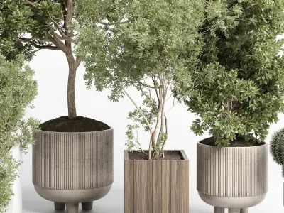 Collection indoor outdoor plant 405 plant tree  Low-poly 3D model