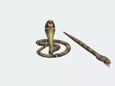 Cobra  Low-poly 3D model