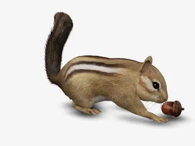 real realistic chipmunk  animal zoo 3D model