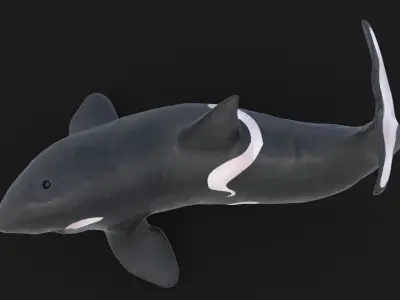 Realistic Killer Whale Rigged and Animated Low-poly 3D model