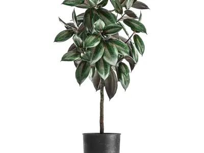 Ficus trees in a pot for the interior 848 3D model