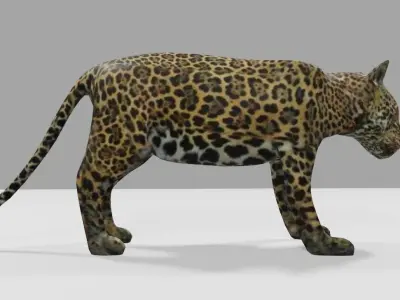 Jaguar - Ounce - Onca Pintada Low-poly 3D model