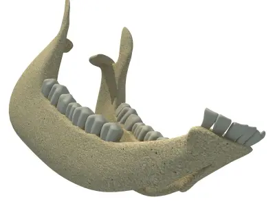 Cow Animal Jaw 77 3D model