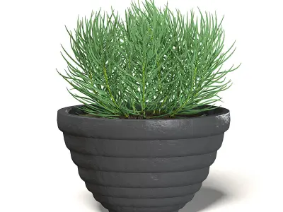Plant in Black Pot 3D Model 3D model