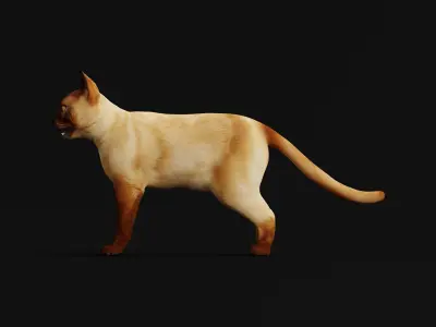 Burmese Domestic Cat 3D model