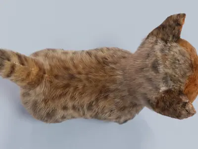 Fur Cute Cat kitten Gray 02 No Rig Low-poly 3D model