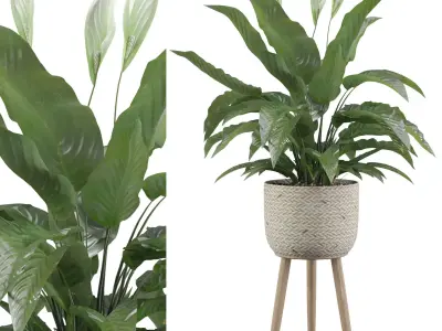 Peace Lily 01 3D model