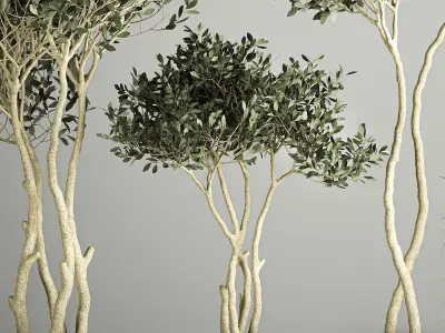 Ornamental Olive Trees In Concrete Pots 3D model
