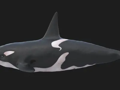Realistic Killer Whale Low-poly 3D model