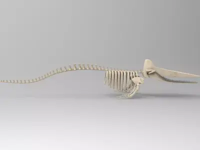 Sperm Whale Skeleton 3D Model 3D model