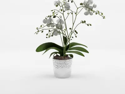Collection of Phalaenopsis Houseplant - 12 Models