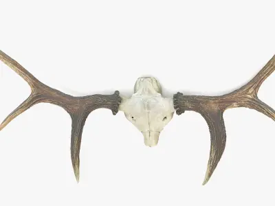 Antlers with Skull Fragment Low-poly 3D model