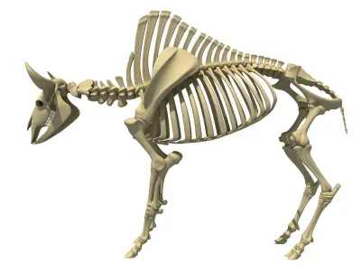 Buffalo Bison Skeleton 3D model