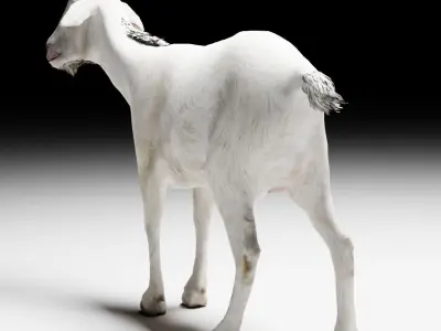 Alpine Goat  3D model