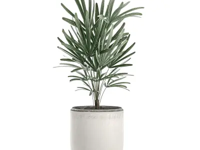 Decorative palm in a white flowerpot 521 3D model