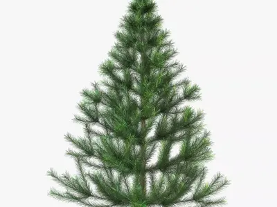 Conifer Tree 150cm v 1 3D model