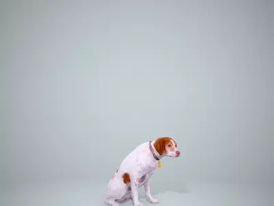 Dog Sitting Still Dog0004-HD2-P01-S 3D model