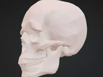 Skull 3D Model Realistic Decorative Sculpture Free 3D print model