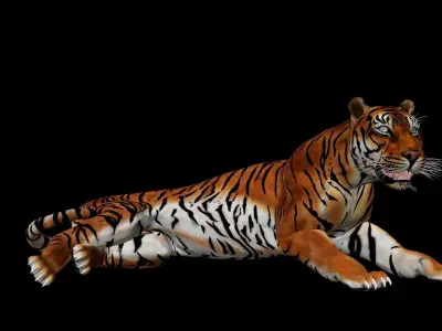 Tiger Idle Animation 3D model