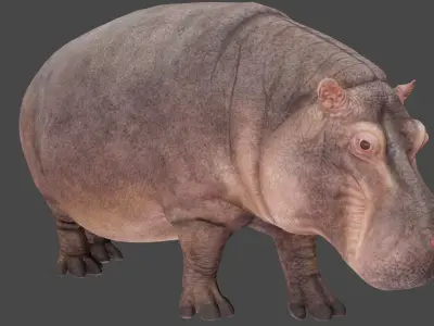 Hippopotamus 3D model