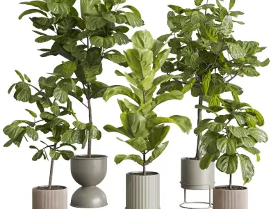 Ficus Lyrata plants - indoor plant set 350 in a concrete pot Low-poly 3D model
