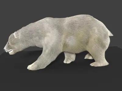 Polar Bear Animated 3D model