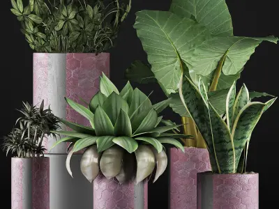Plants Collection 41 3D model