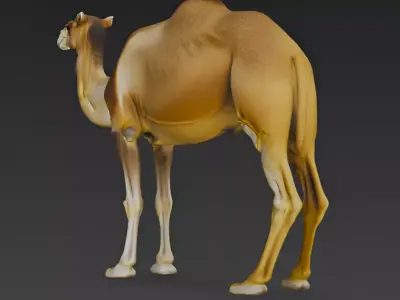 Camel 3d Model 3D model