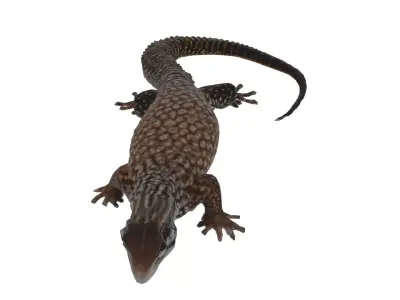 Ackie Monitor Lizard Low-poly 3D model